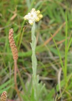 Jersey Cudweed