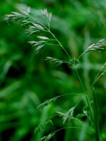 Photo gallery - Kentucky Blue-grass