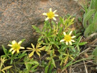 Photo gallery - Large River Buttercup