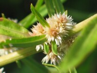 Lesser Joyweed