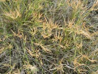Mallee Love-grass