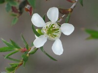 Manuka