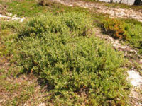 Photo gallery - Marsh Saltbush