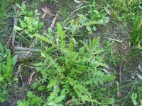 Mediterranean Turnip
