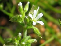 Mouse-eared Chickweed