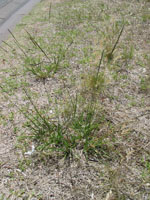 Photo gallery - Parramatta Grass