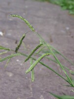 Photo gallery - Paspalum