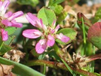 Persian Clover