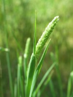 Phalaris