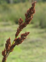 Pithy Sword-sedge