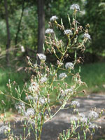 Photo gallery - Prickly Lettuce