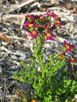 Photo gallery - Purple Grounsel