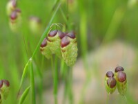 Quaking Grasses