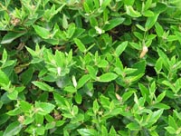 Photo gallery - Rare Bitterbush