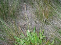 Photo gallery - Ribwort