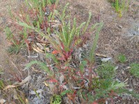 Photo gallery - Robust Willow-herb