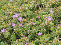 Photo gallery - Rodondo Creeper