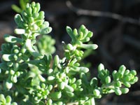 Photo gallery - Rosy Bluebush