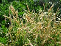 Sand Fescue