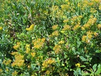Photo gallery - Scented Groundsel