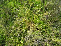 Photo gallery - Sea Celery
