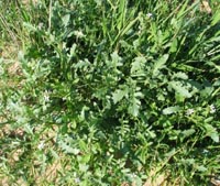 Photo gallery - Sea Rocket