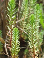 Photo gallery - Sea Spurge