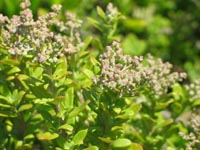Photo gallery - Seaberry Saltbush