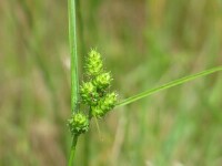 Sedges - Knob Sedge