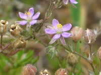 Photo gallery - Short-term Sand-spurrey