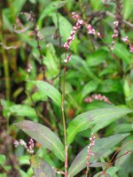 Photo gallery - Slender Knotweed