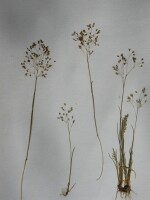 Photo gallery - Small Hair-grass