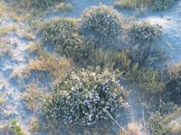 Photo gallery - Small-leaf Sea-heath