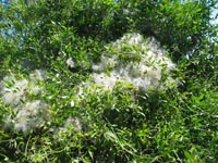 Photo gallery - Small-leaved Clematis