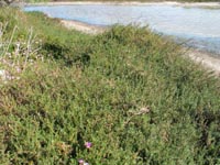 Photo gallery - Southern Sea-heath