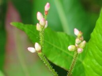 Spotted Knotweed