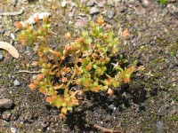 Spreading Crassula