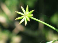 Star Fruit