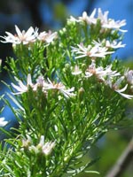 Photo gallery - Sticky Daisy Bush
