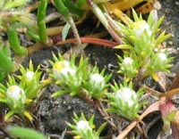 Photo gallery - Stiff-cup Flower