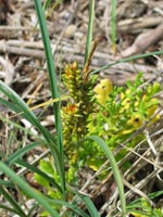 Photo gallery - Strand Sedge
