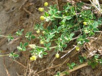 Suckling Clover