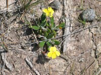 Swamp Goodenia