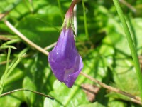 Swamp Mazus