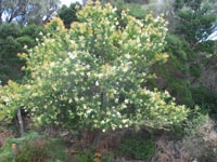 Photo gallery - Sweet Bursaria