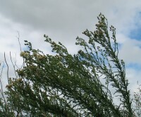 Tall Fleabane