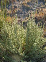 Photo gallery - Thorny Lawrencia