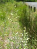 Tussock Poa
