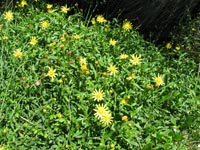 Photo gallery - Variable Grounsel