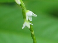 Water Pepper
